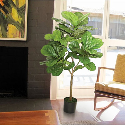 fig ficus fiddle